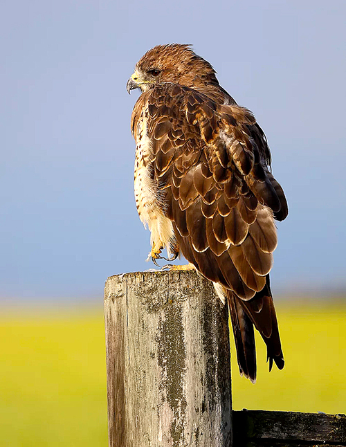 red-tailed hawk