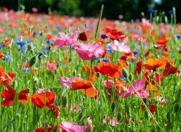 Flowers in a field